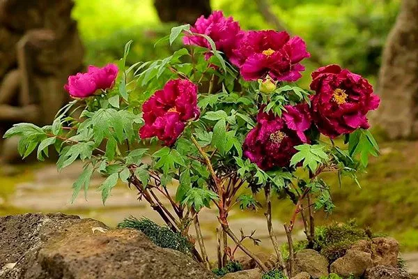 древовидный, или кустарниковый (Paeonia×suffruticosa)