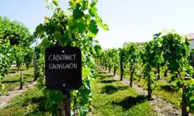 Виноградник