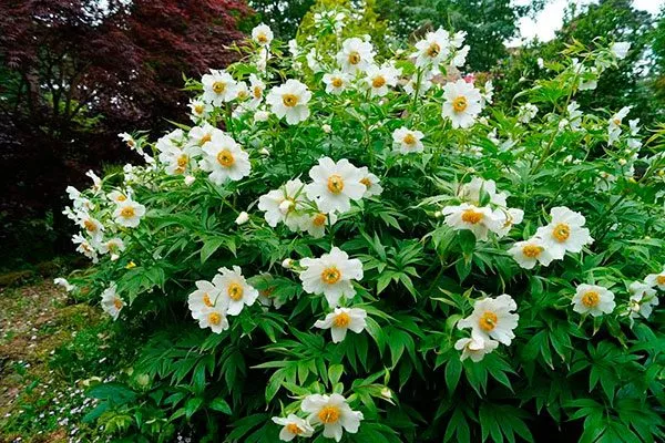 Эмода, или гималайский (Paeonia emodi)