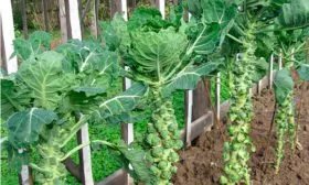 Урожайность