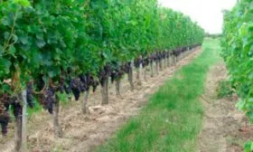 виноградник каберне