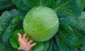 Капуста Проффесор