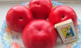 Характеристика плодов и растения