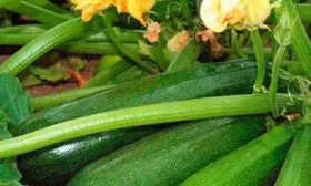 Характеристика внешнего вида растения и плодов