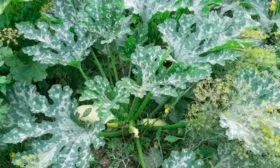 Характеристики внешнего вида растения и плодов