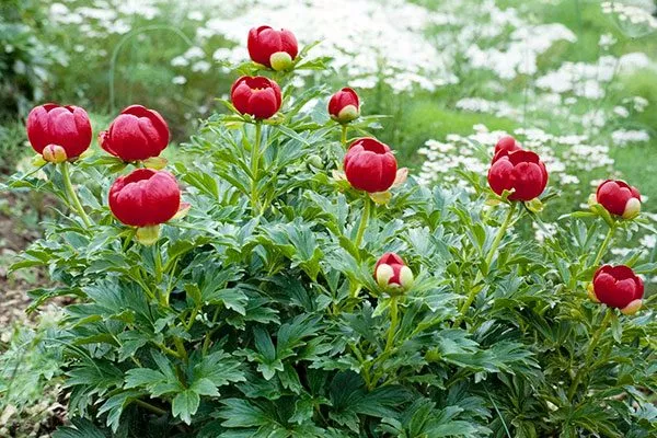 Иноземный (Paeonia peregrine)