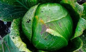 Болезни и вредители