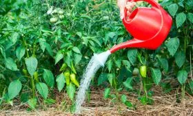 kak-polivat-perec-v-otkrytom-grunte