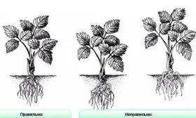 Как правильно сажать Викторию