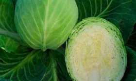 Как выглядит капуста