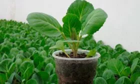 kak-vyrastit-rassadu-kapusty