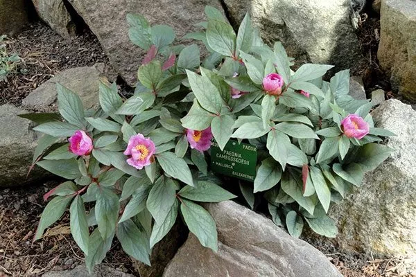 Камбесседеса (Paeonia cambessedesii)