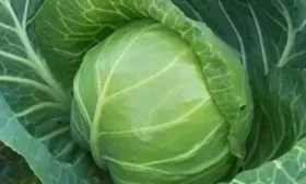 Капуста Настя