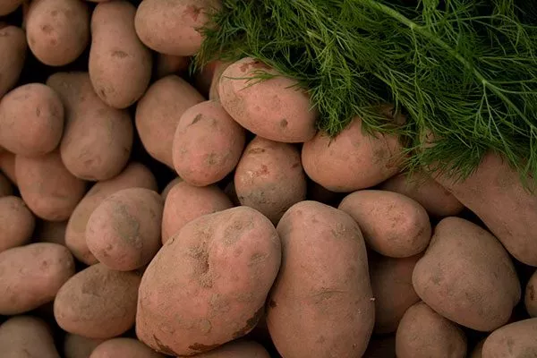 Kartofel урожайность
