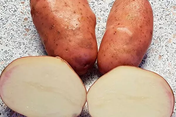 картофель Лапоть