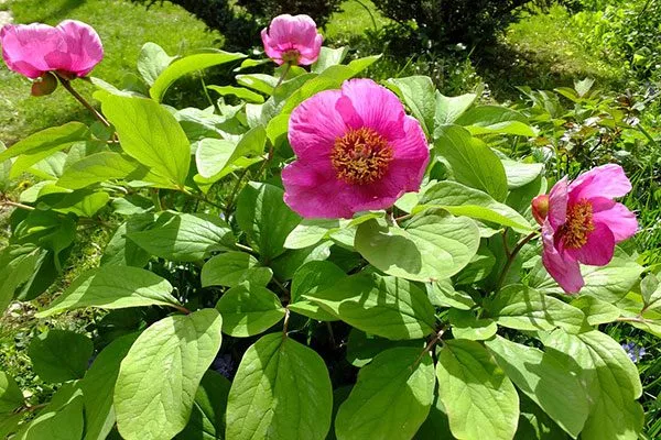 Кавказский (Paeonia caucasica)