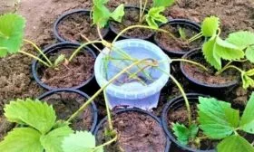 клубника размножение усами