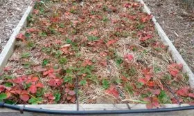 клубника зимой