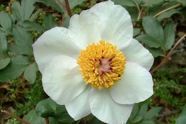 Клусиуса (Paeonia clusii)