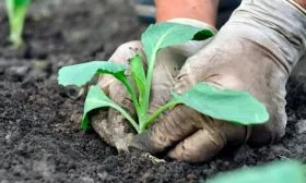 посадка капусты