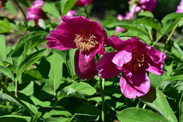 Кожистый (Paeonia coriacea)