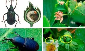 Крапивно-листовой долгоносик