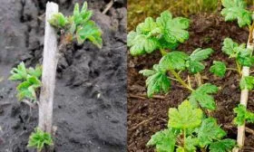 krizhovnik-posadka-razmnozhenie-i-uhod_7