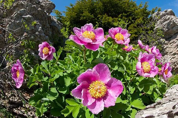 Крымский (Paeonia taurica, или daurica)