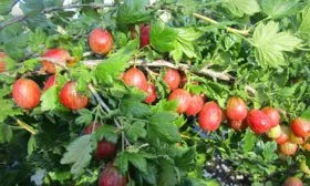 крыжовник Ксения