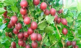 kryzhovnik_leningradskiy_velikan