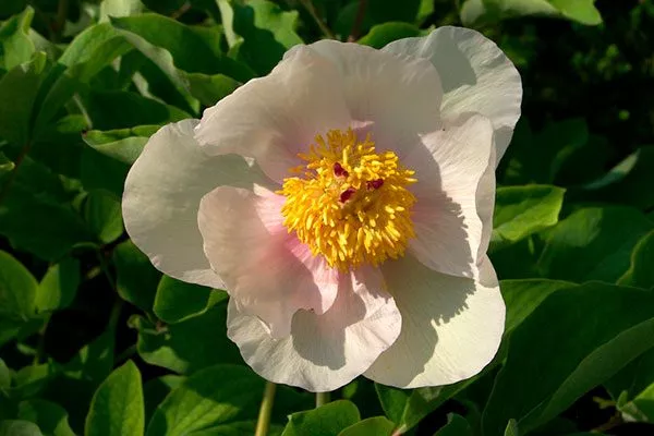 Лагодехский, или лагодехиана (Paeonia lagodechiana)