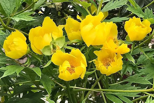 Людлова (Paeonia ludlowii)