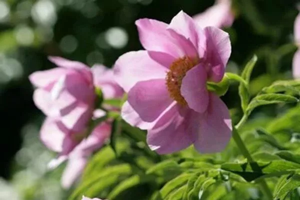 Малый (Paeonia humilis)