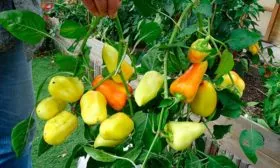 Созревание