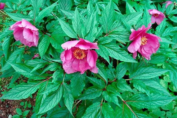 Мерей (Paeonia mairei)