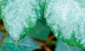 Мучнистая роса