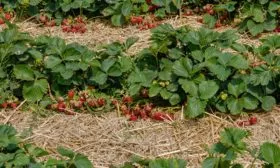 Мульчирование