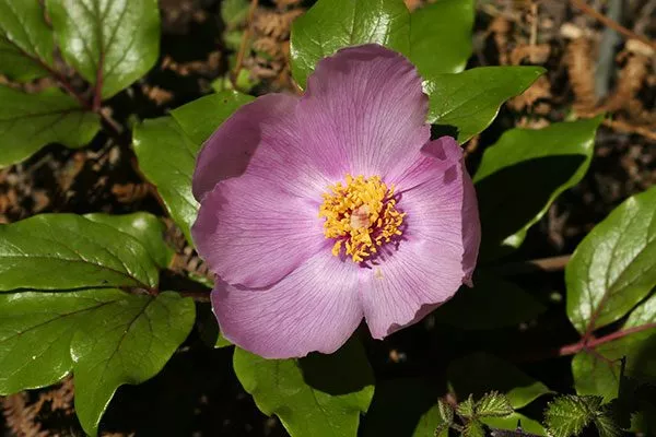 Мужской (Paeonia mascula)