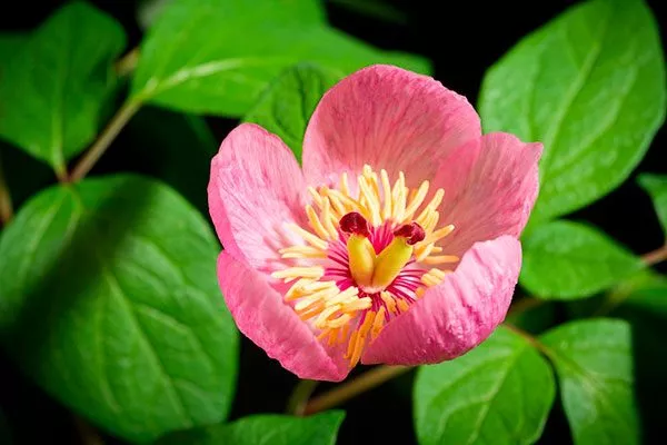 Обратнояйцевидный (Paeonia obovata)