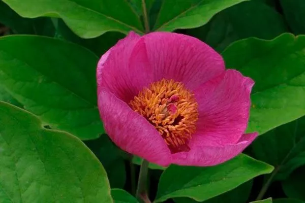 Однолепестковый (Paeonia oxypetala)