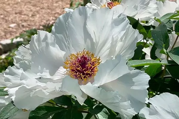 оста (Paeonia ostii)