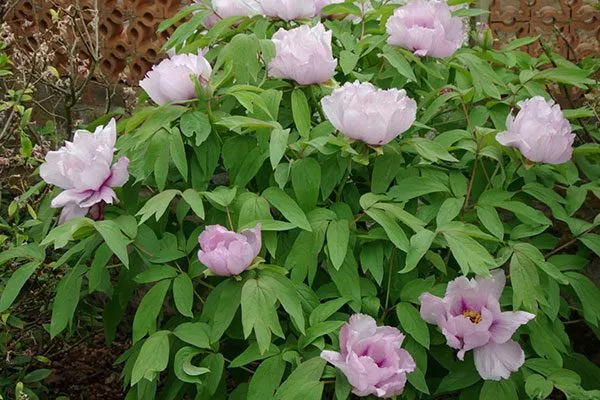 Paeonia qiui