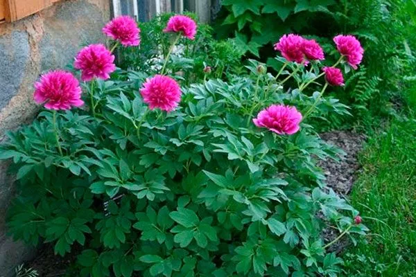 Парадоксальный (Paeonia paradoxa)1