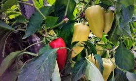 Перец Хаски