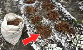 Подготовка к зиме