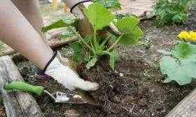 Посадка, выращивание и пересадка рассады