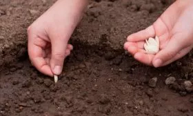 посев семян