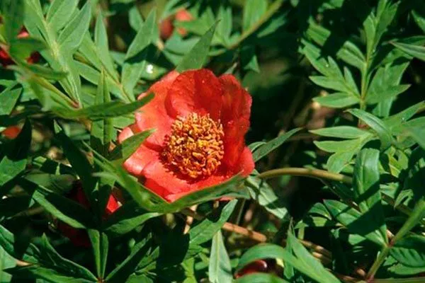 Потанина (Paeonia potaninii)