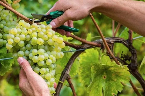 pruning-grapevine-closeup сбор