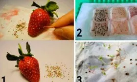 Размножение семенами